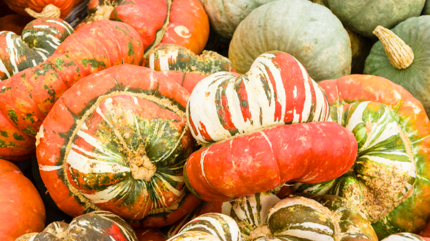 Turban squash