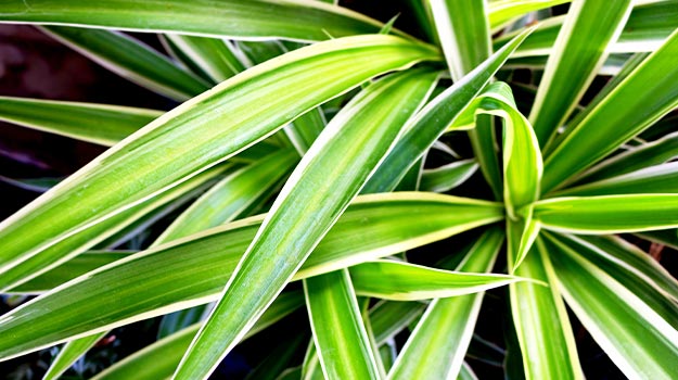 Vittatum spider plant