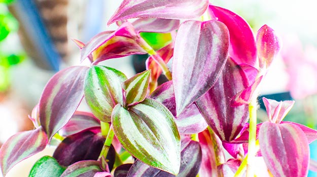 Wandering jew