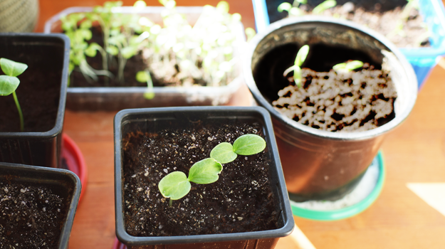 Quoi planter dans un potager