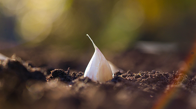 Cultiver les fleurs à bulbes