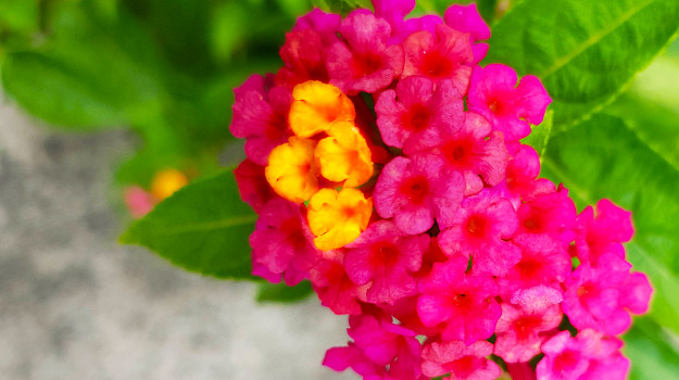 Fleurs lantana