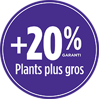 20% de plants plus gros avec PRO-MIX TERREAU PREMIUM POUR VIOLETTE AFRICAINE