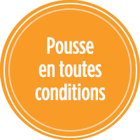 Votre pelouse pousse dans toutes les conditions avec PRO-MIX SEMENCES GAZON ULTIME TOUTES CONDITIONS