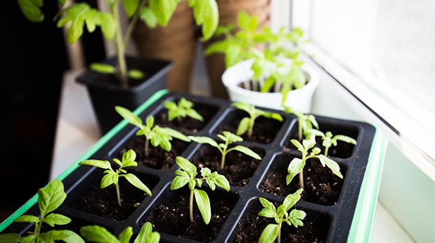 Semis de fleurs et de légumes en février