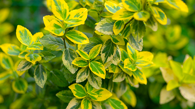 The best shrubs for shady areas