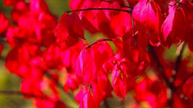 The best shrubs for shady areas