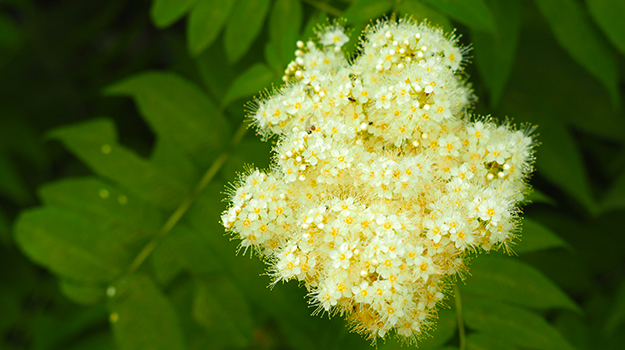 The best shrubs for shady areas