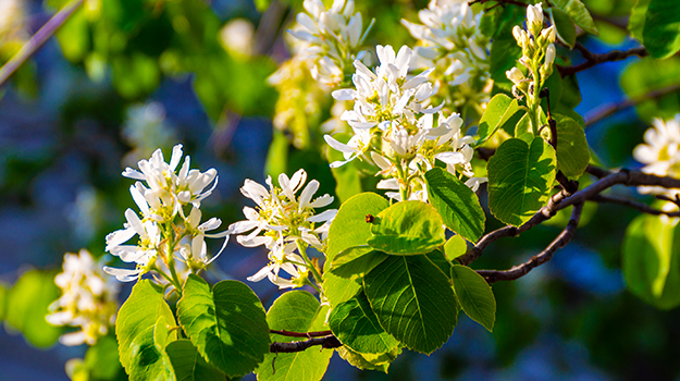 The best shrubs for shady areas