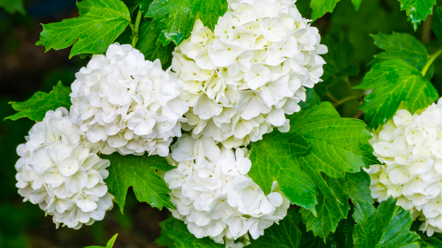 The best shrubs for shady areas