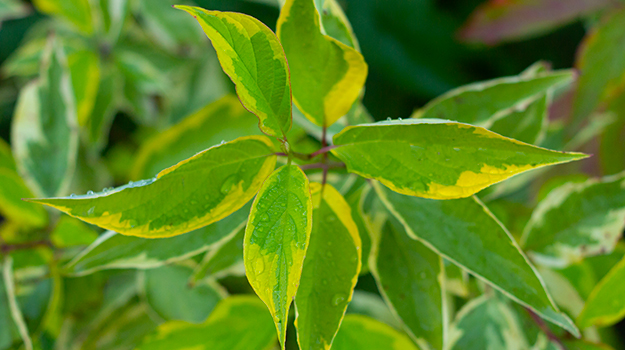 The best shrubs for shady areas