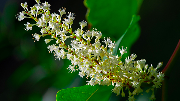 The best shrubs for shady areas