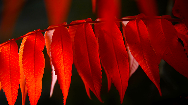 The best shrubs for shady areas