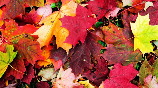 Gros plan sur des feuilles d'arbre en automne