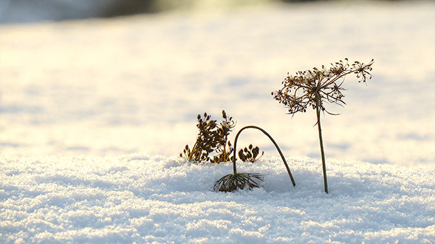 Flowers in snow