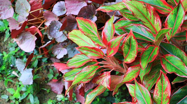 Foliage plants