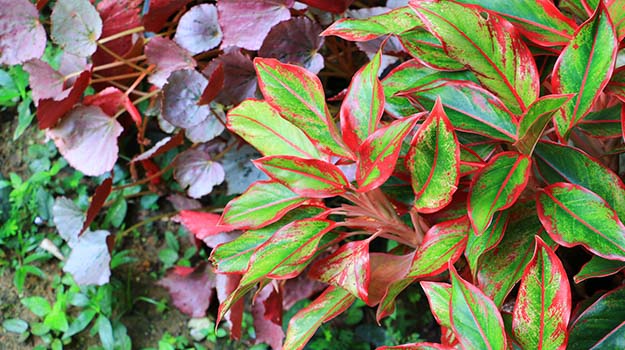 Foliage plants