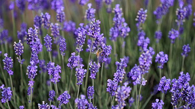 Lavender (Lavandula angustifolia)