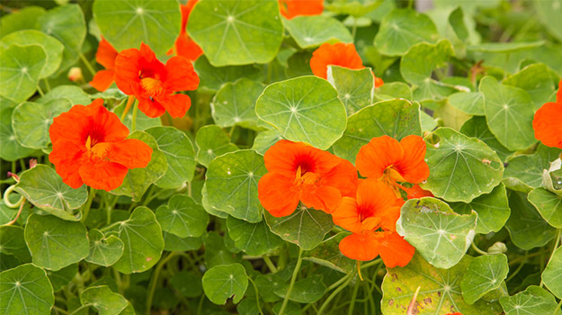 Nasturtiums (Tropaeolum)