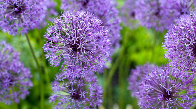 Globe allium (Allium ‘Globemaster’)