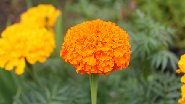 Marigolds (Tagetes spp.)