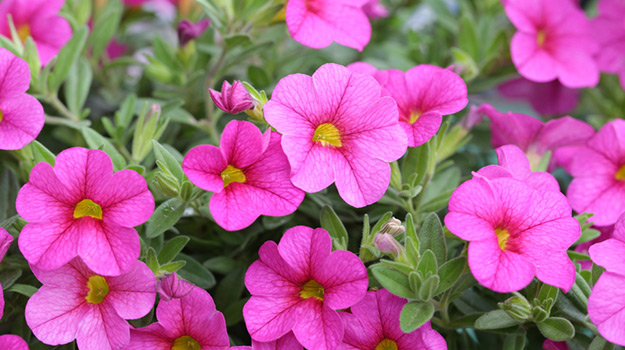 Petunias (Petunia spp.)