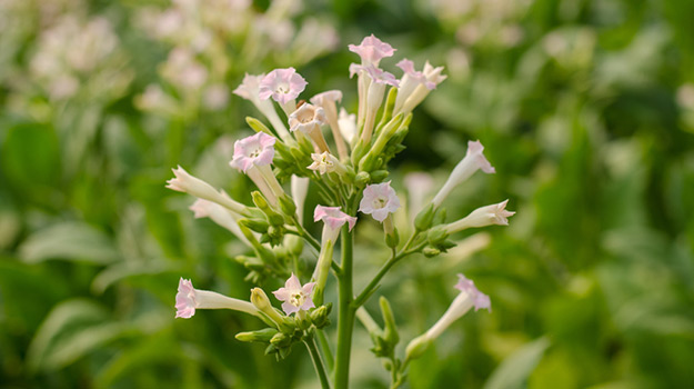 Flowering tobacco (Nicotiana alata)