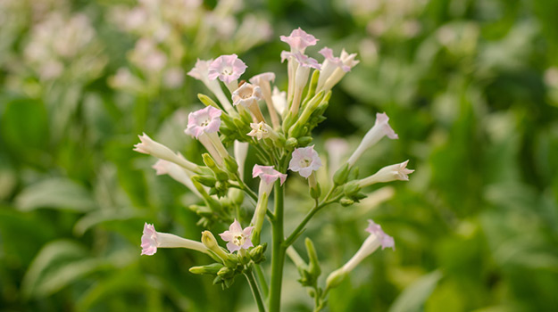 Tabac d'ornement (Nicotiana alata)