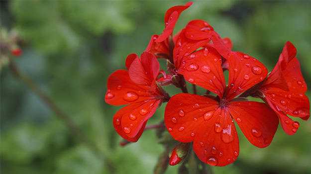 Geraniums (Pelargonium)