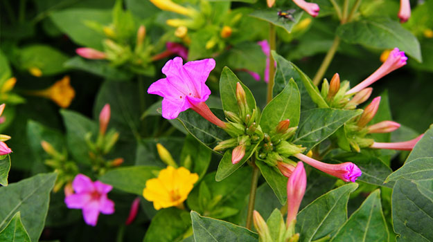 Four o’clocks (Mirabilis jalapa)