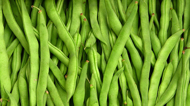 Bush Beans