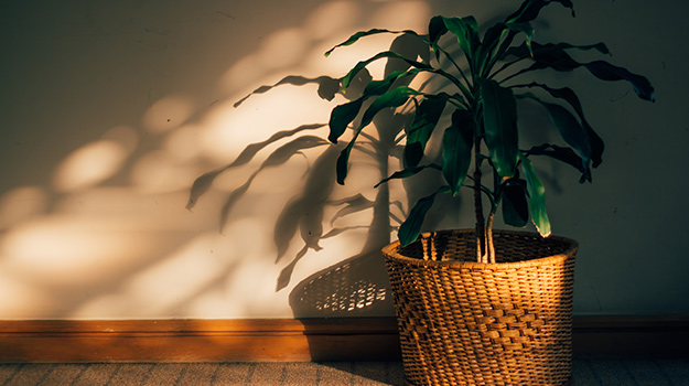 Dracaena ou Dragonnier une plante verte originale à l'intérieur d'un bureau