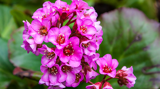 Bergenia