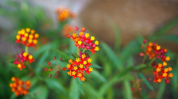 Bloodflower (Asclepias curassavica)