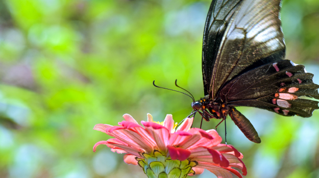 Butterfly on a pollinator plant