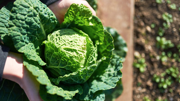 Cabbage is an easy vegetable to grow