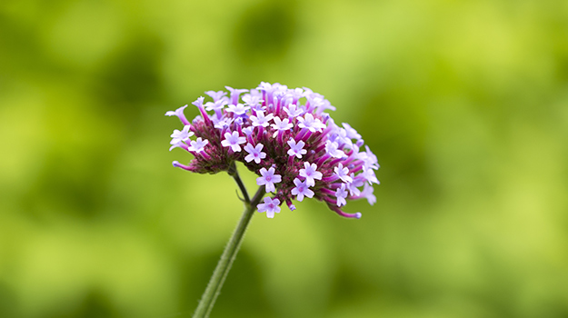 Candytuft