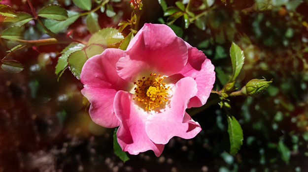 11 Easy-to-Grow Roses for Beginner Gardeners