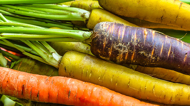 Les carottes