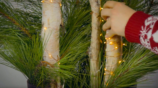 Place the birch branches in the pot