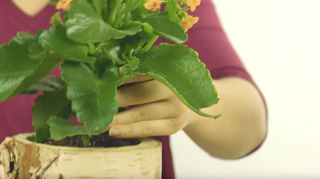 Place your plants or flowers in the middle and water