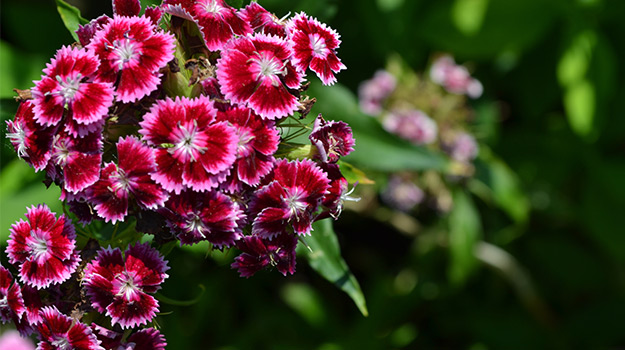 Dianthus