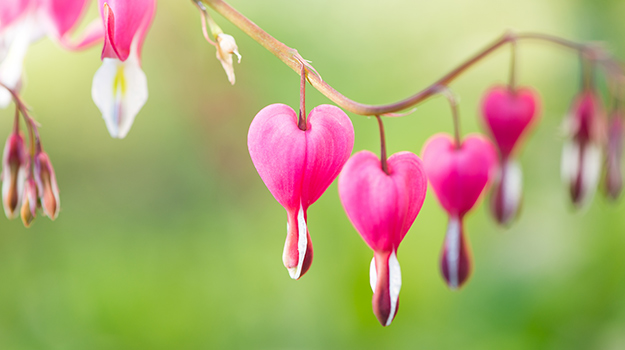 Dicentra