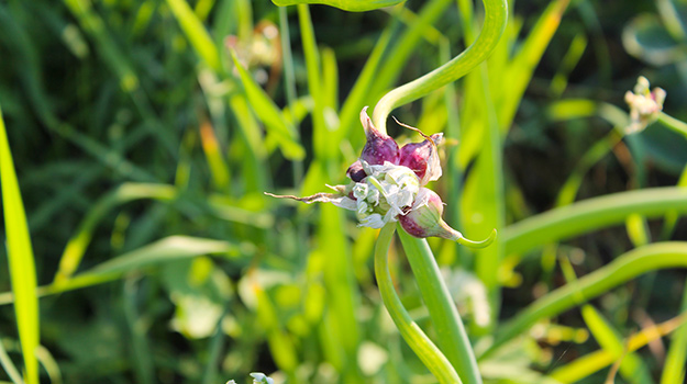 Egyptian walking onions (Allium x proliferum)