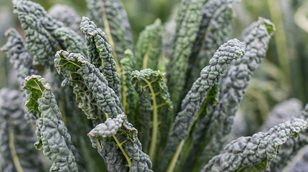 Tuscan Black palm kale (Brassica oleracea)