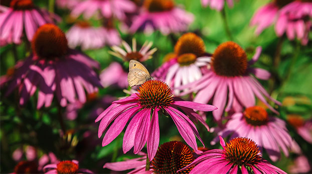 Echinacea