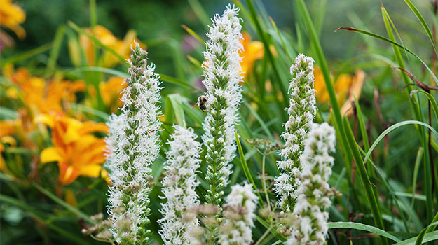 Fairywand or false unicorn (Chamaelirium luteum)