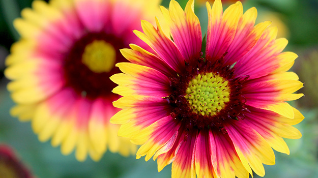 Gaillardia or blanket flower