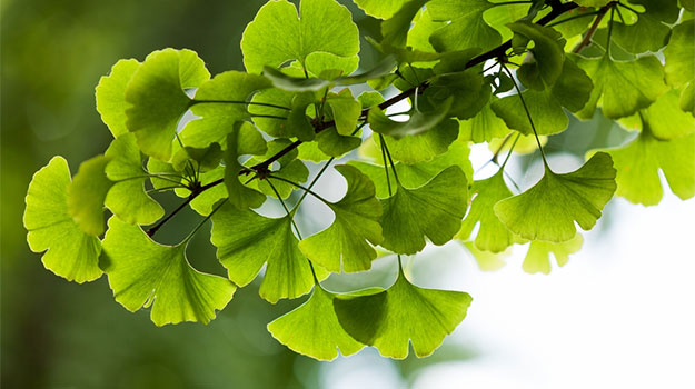 Ginkgo biloba