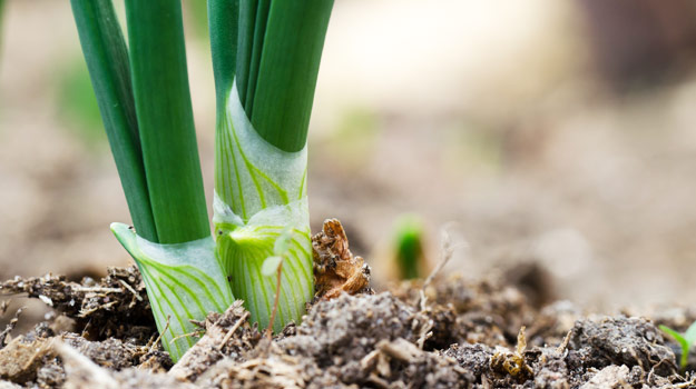 Green onions are easy vegetables to grow